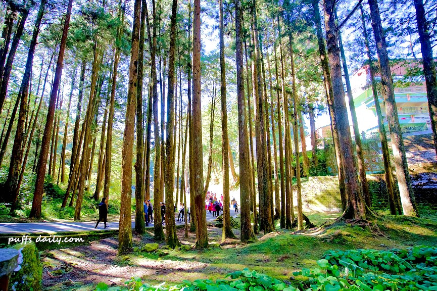 阿里山森林遊樂區神木區