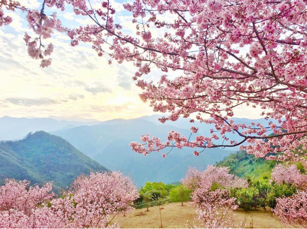 隙頂櫻花