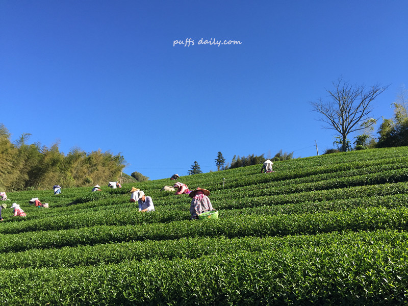 採茶